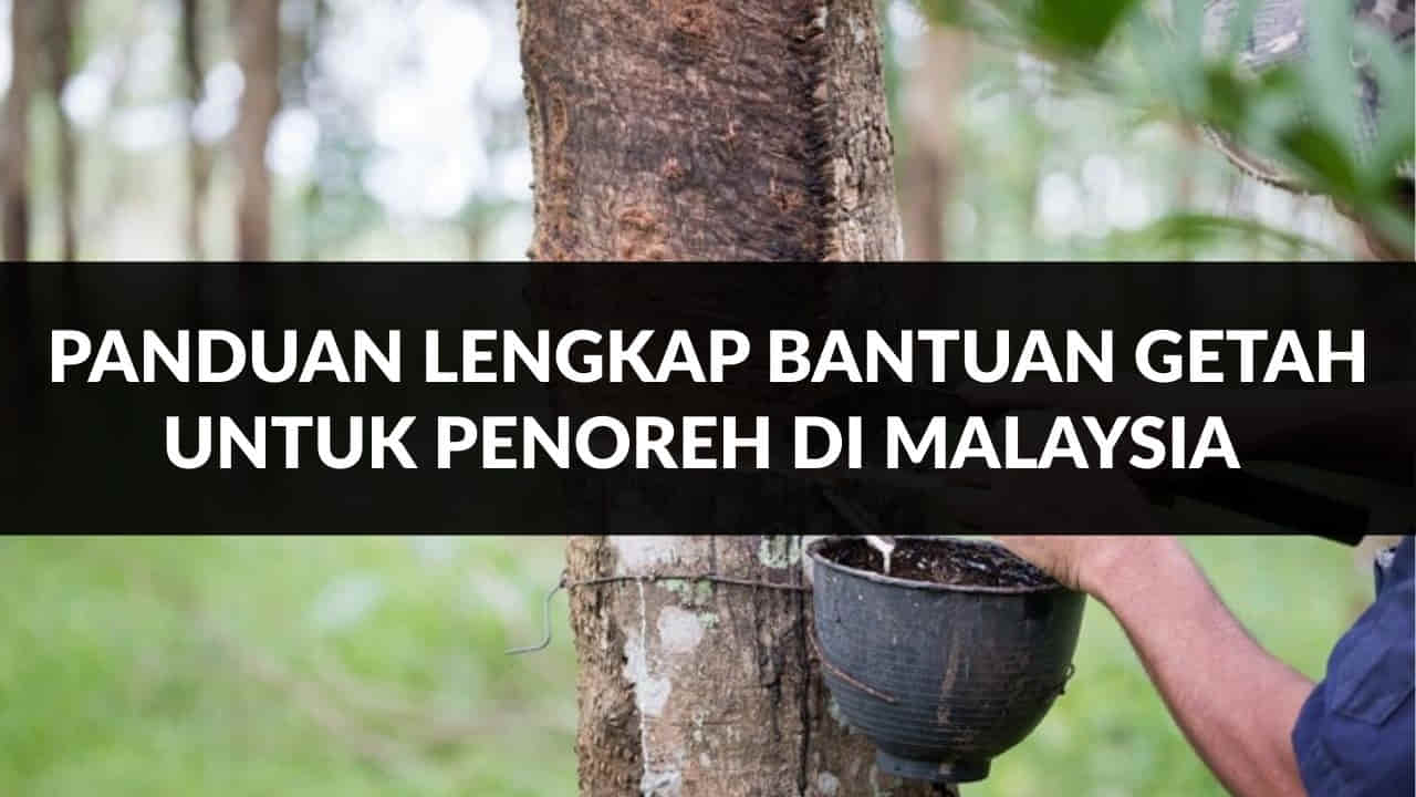 panduan lengkap bantuan getah untuk penoreh di malaysia