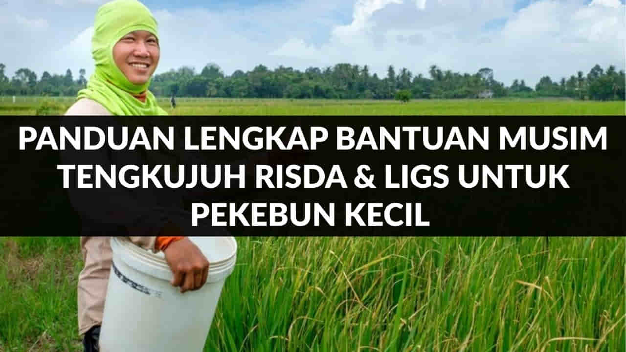 panduan lengkap bantuan musim tengkujuh risda & ligs untuk pekebun kecil