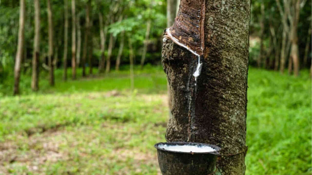 peranan risda dalam menyokong pekebun kecil