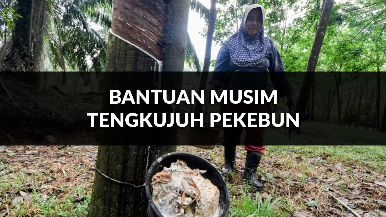 panduan lengkap bantuan musim tengkujuh pekebun